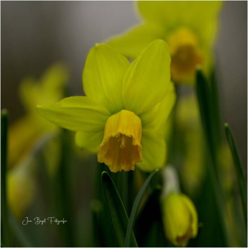 narcis7-3-2026-1-standard.jpg