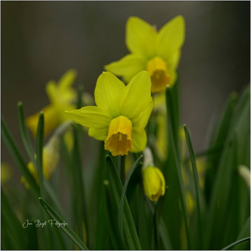 narcis7-3-2026-2-standard.jpg