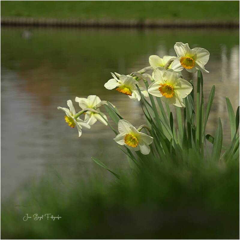 narcissen4-4-2026-standard-l38yt7.jpg