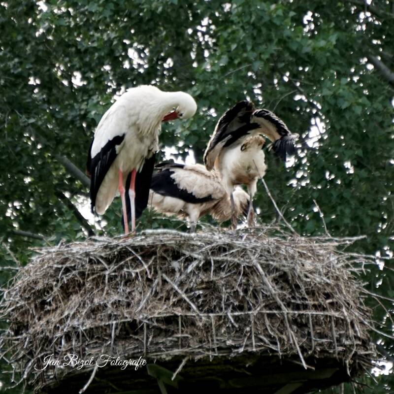 ooievaar17.jpg
