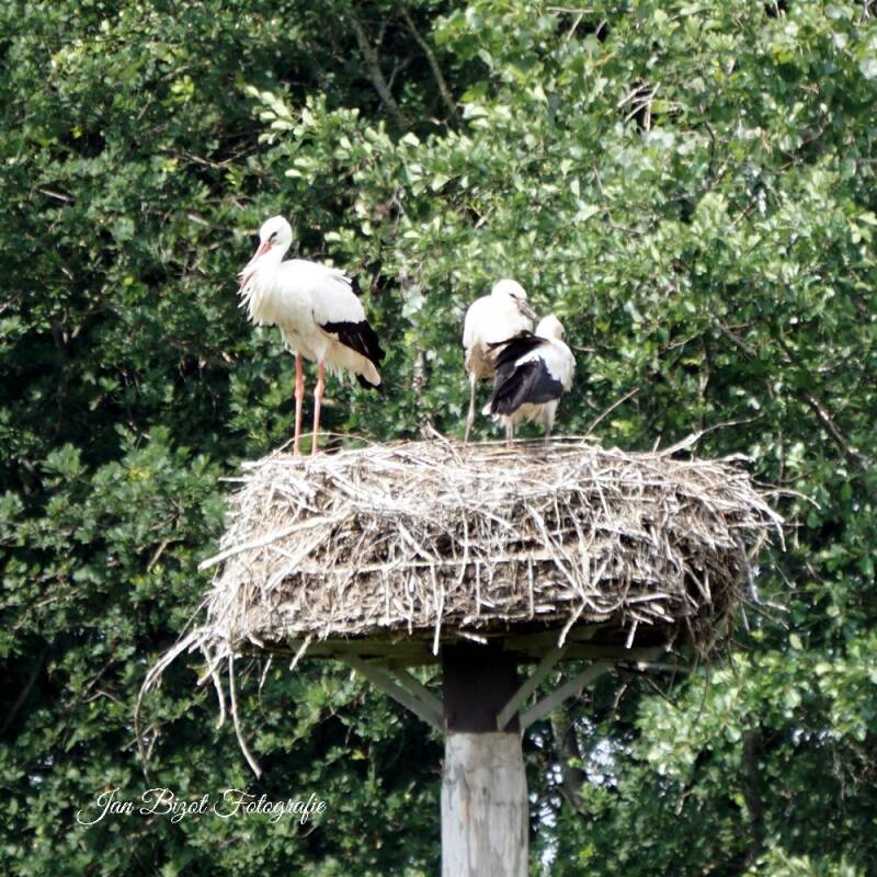 ooievaar20.jpg