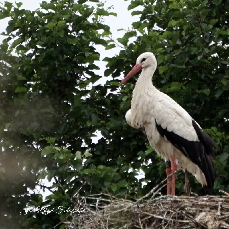 ooievaar21-1.jpg