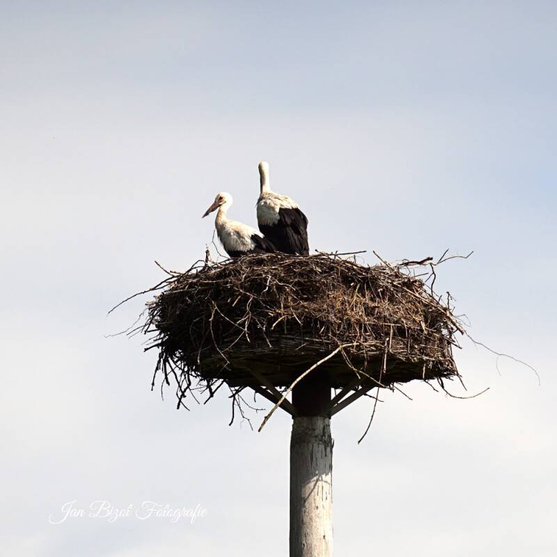 ooievaar28.jpg