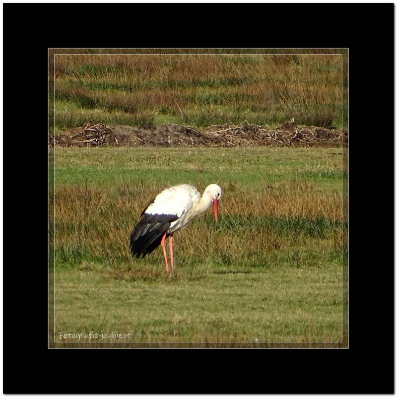 ooievaar34.jpg