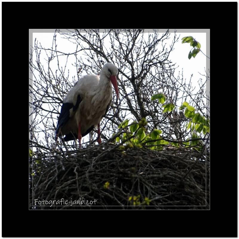 ooievaar52.jpg