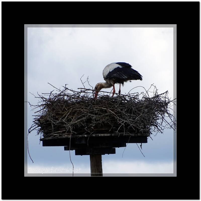 ooievaar59.jpg