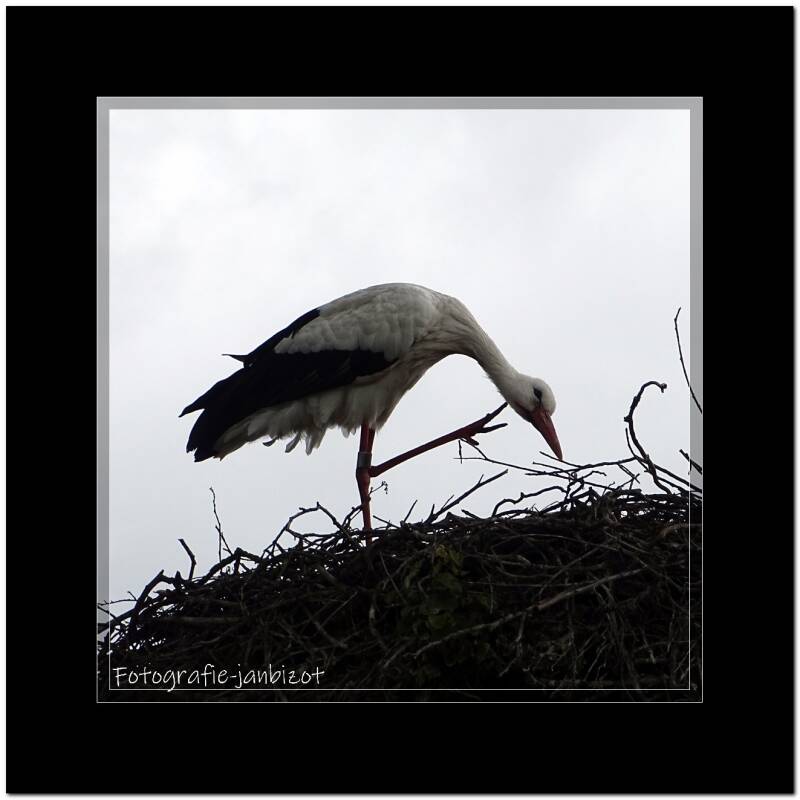 ooievaar71.jpg