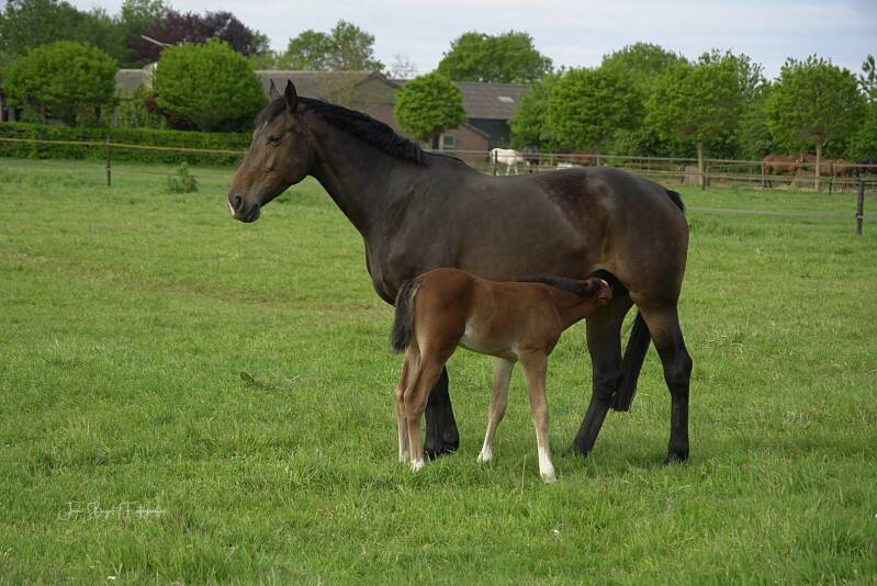 paard11-5-2026-1-standard.jpg