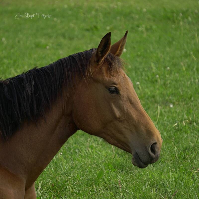 paard11-5-2026-2-standard.jpg