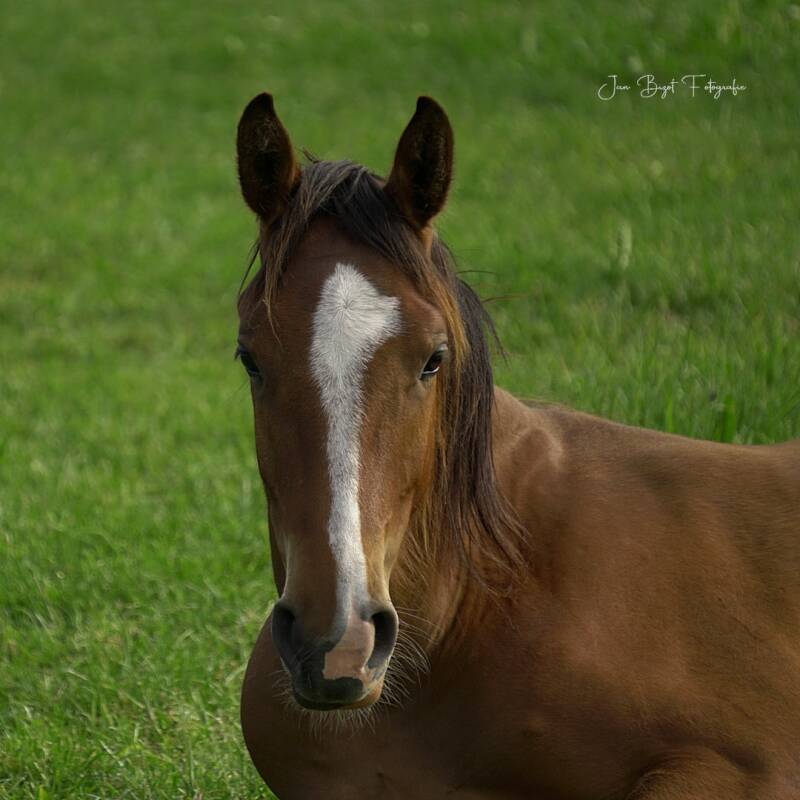 paard11-5-2026-3-standard.jpg