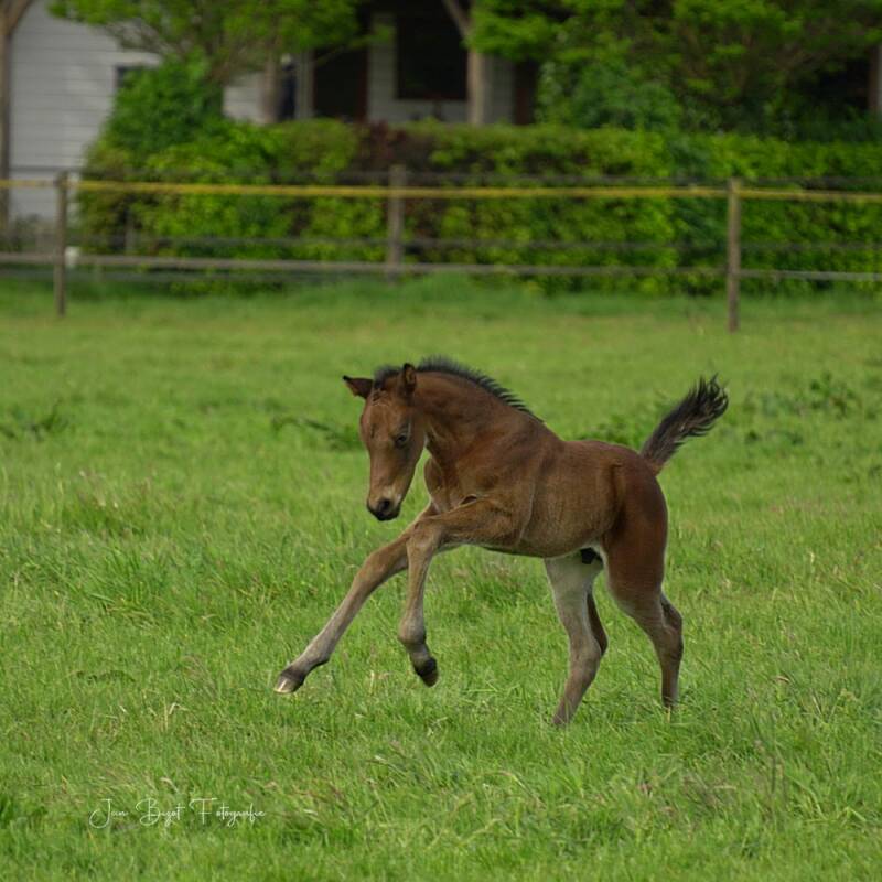 paard11-5-2026-4-standard.jpg