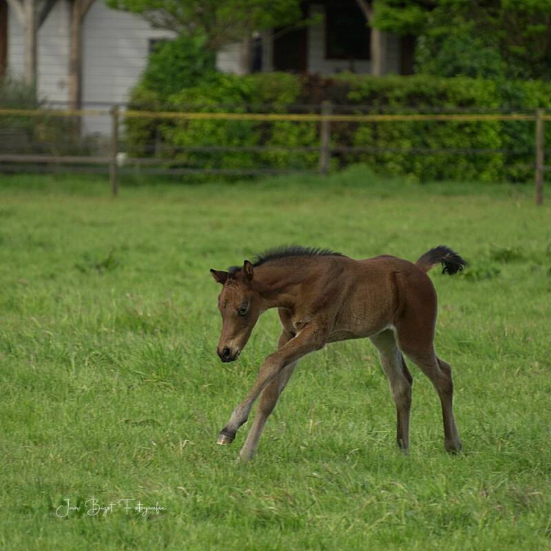 paard11-5-2026-5-standard.jpg