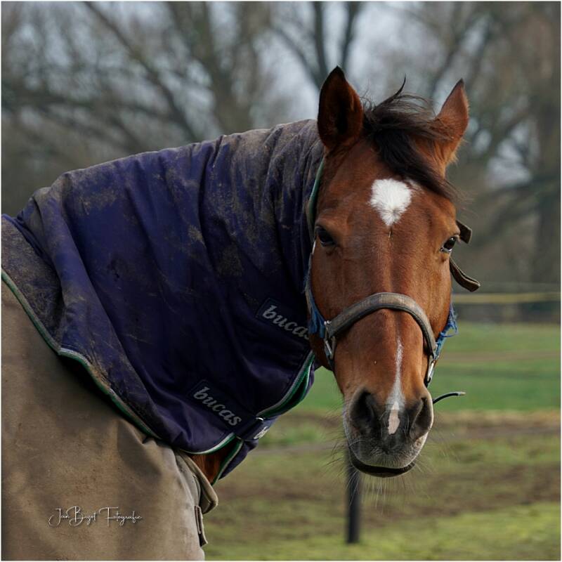 paard13-1-20241-1.jpg