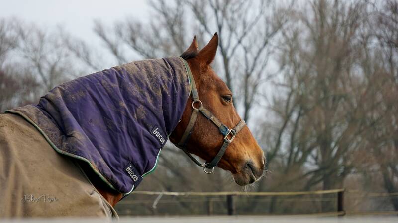 paard13-1-20242-1.jpg