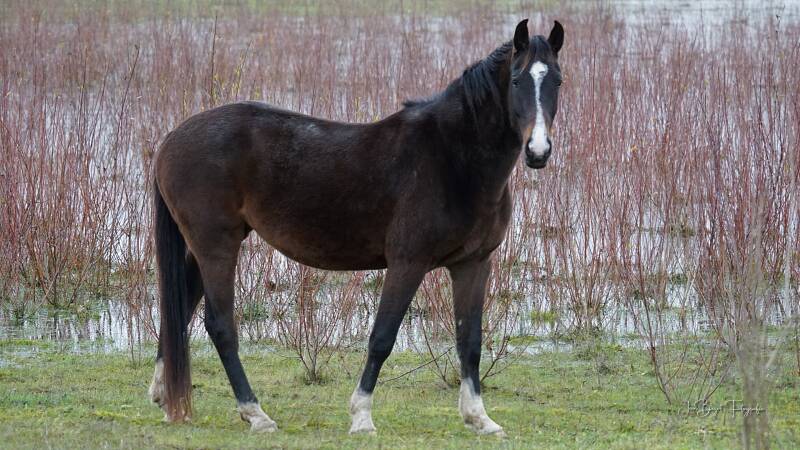 paard26-11-20235.jpg