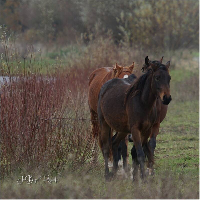 paard26-11-20238.jpg