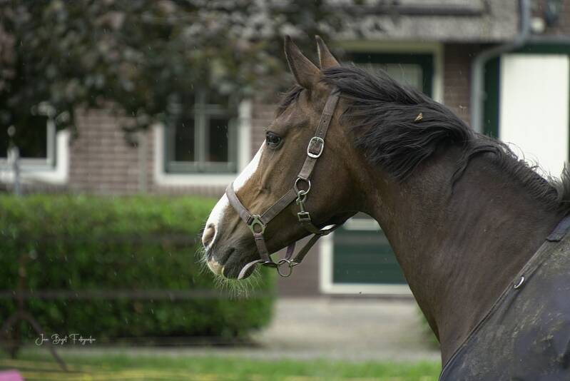 paard6-6-2026-1-standard.jpg