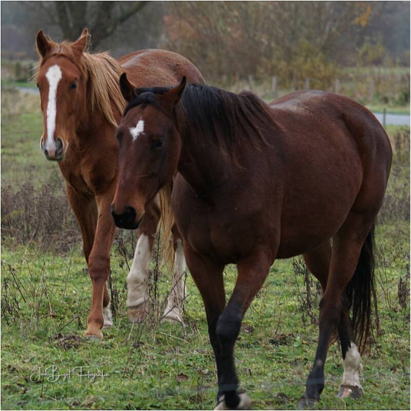 paarden26-11-20231-1.jpg