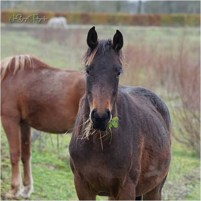 paarden26-11-20232.jpg