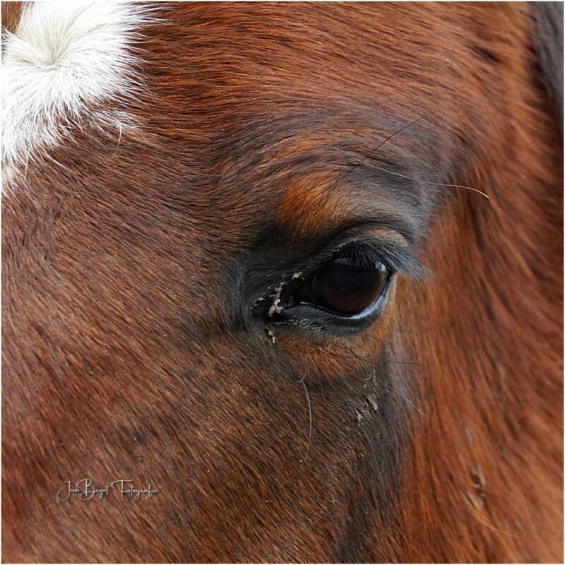 paardenoog25-1-20242-2.jpg