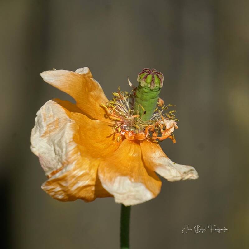 papaver30-4-2026-standard-d85ouk.jpg