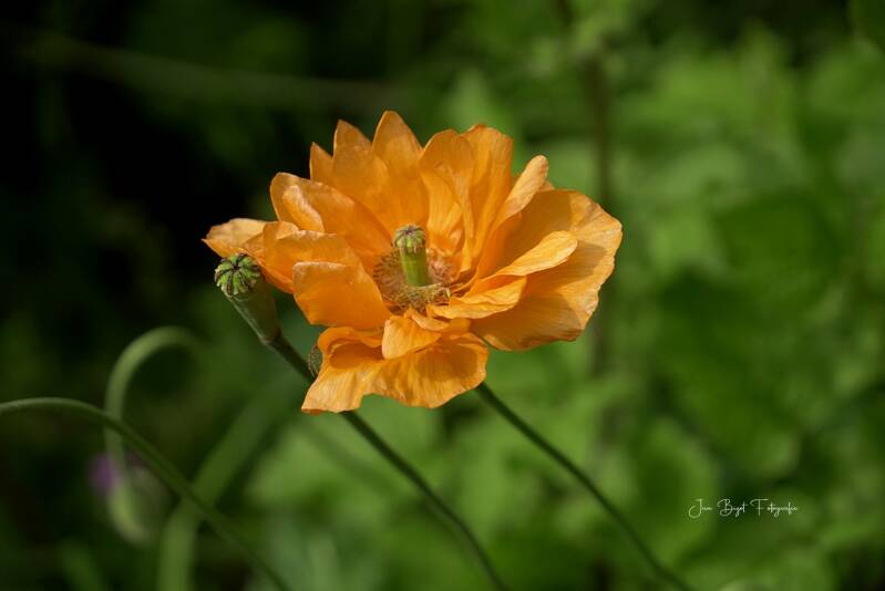 papaver7-5-2026-1-standard.jpg