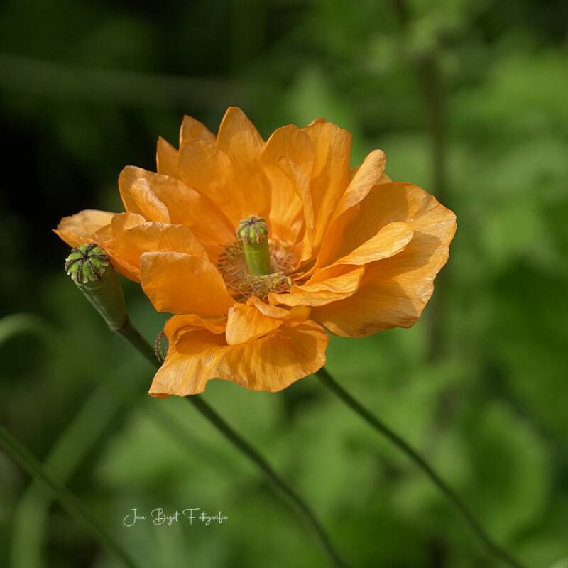 papaver7-5-2026-2-standard.jpg