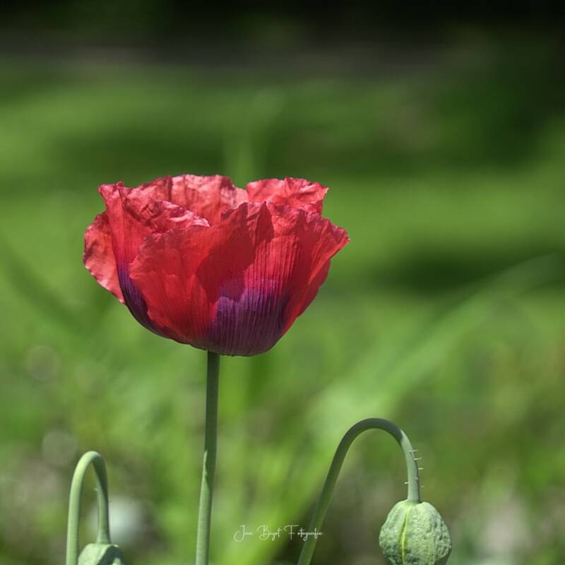 papaver9-6-2026-1-standard.jpg