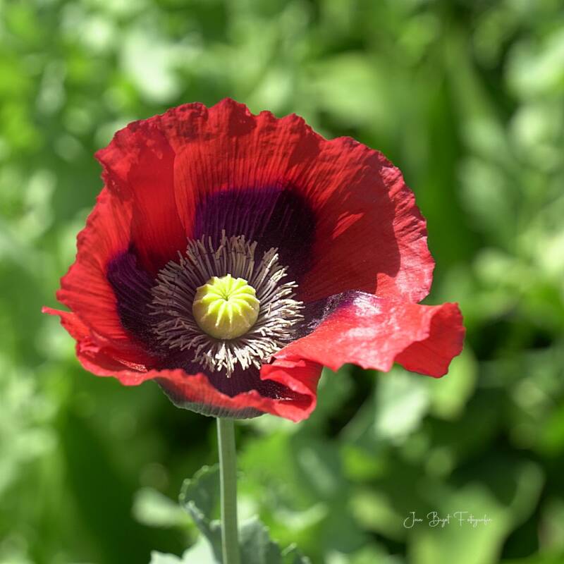 papaver9-6-2026-2-standard.jpg