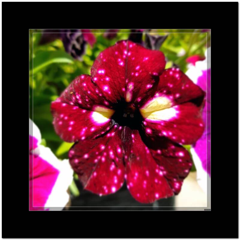 petunia_resultaat-8.jpg