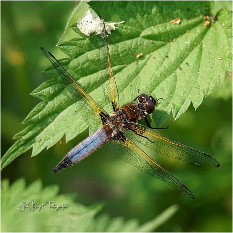 platbuiklibelle14-2.jpg