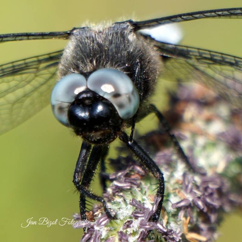 platbuiklibelle15-2.jpg