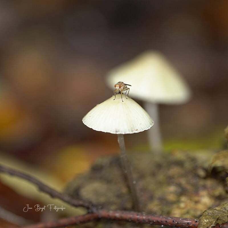 prachtmycena10-10-2026-2-standard.jpg