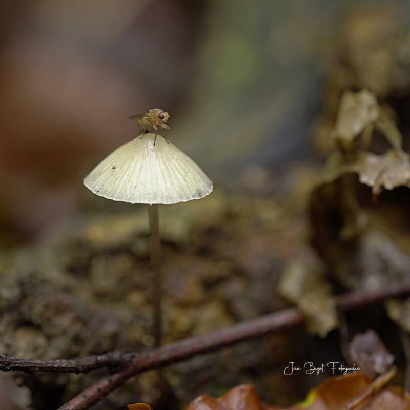 prachtmycena10-10-2026-3-standard.jpg