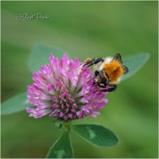 hommel1-9-20231-1.jpg