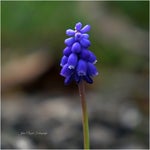 dsc04939-3.jpg