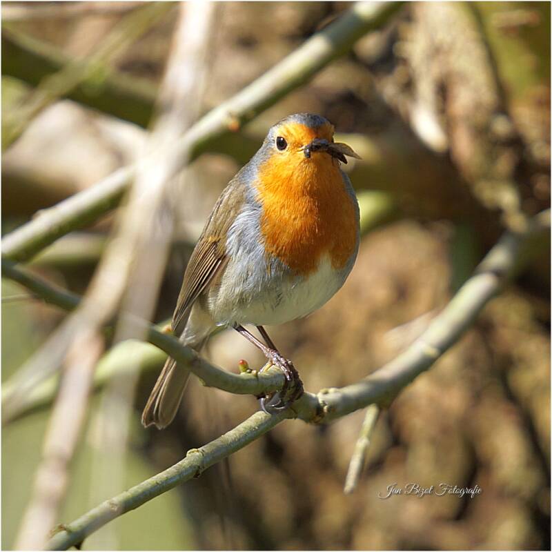 roodborstje19.jpg