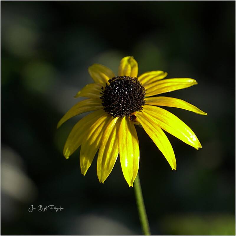 rudbeckia21-11-2025-1-standard-6gp9w1.jpg