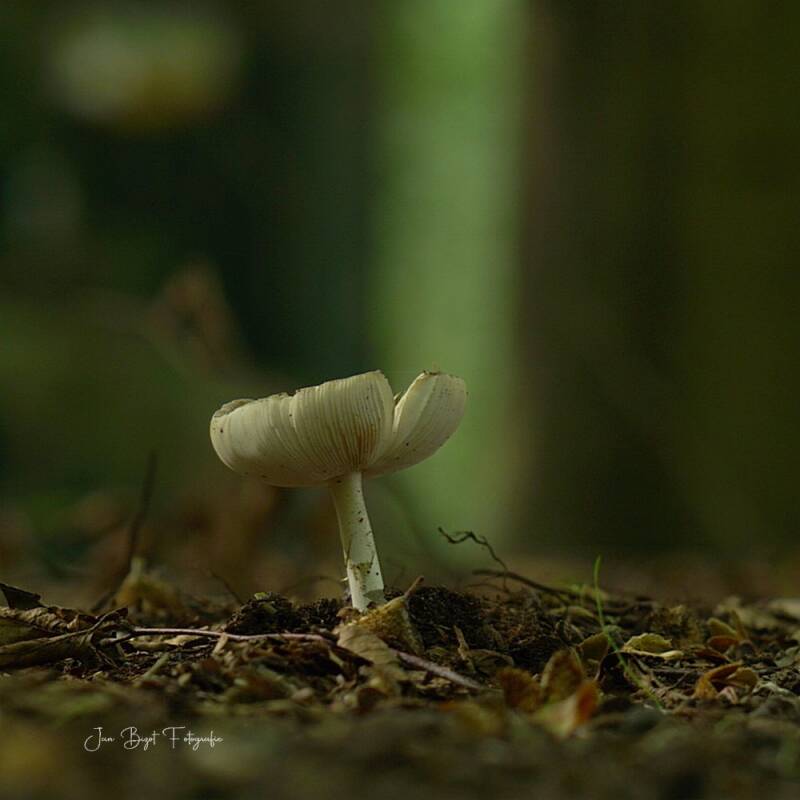 russula12-9-2026-standard.jpg