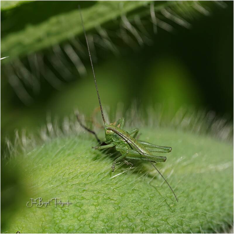 sabelsprinkhaan1.jpg