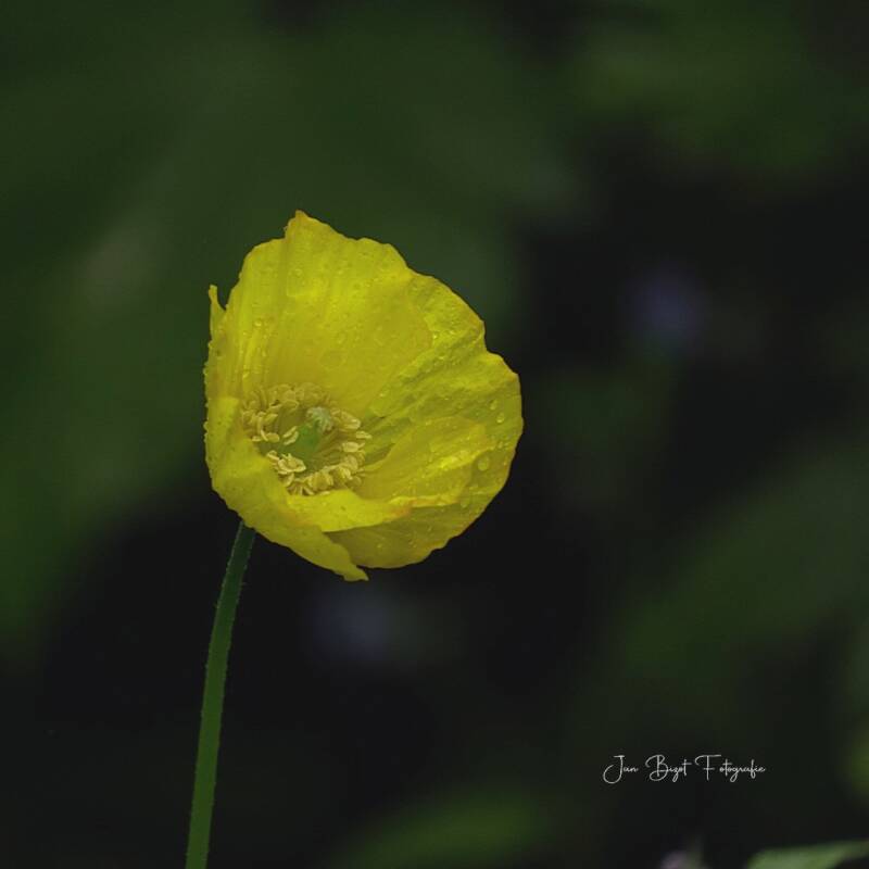 schijnpapaver17-5-2026-1-standard.jpg