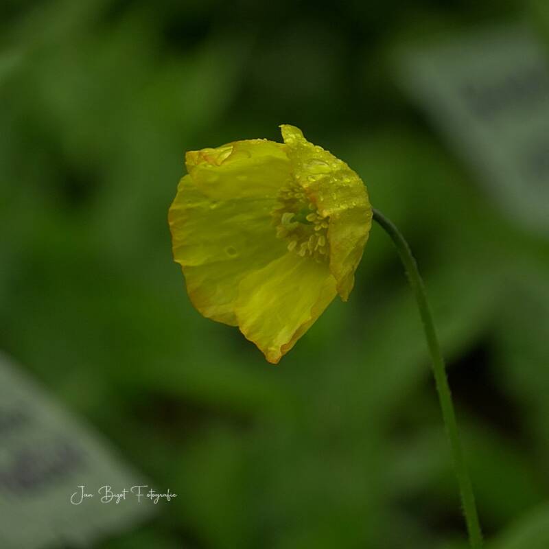 schijnpapaver17-5-2026-2-standard.jpg