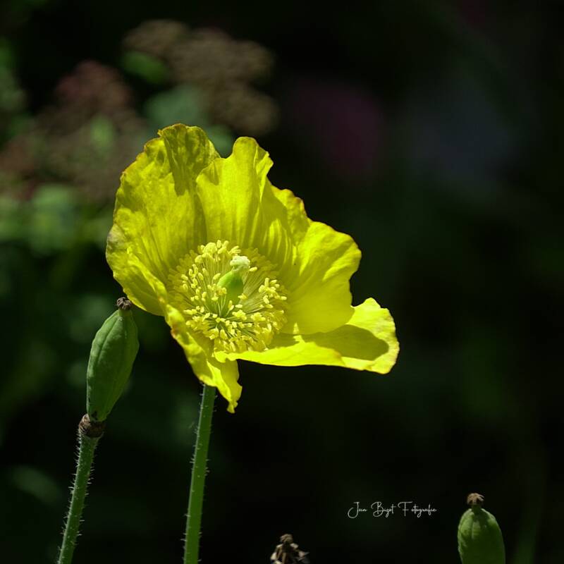 schijnpapaver9-6-2026-standard-2m13e4.jpg
