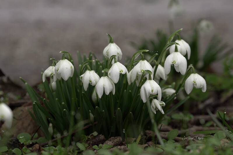 sneeuwklokjes8-2-2026-3-standard-g2gdt4.jpg