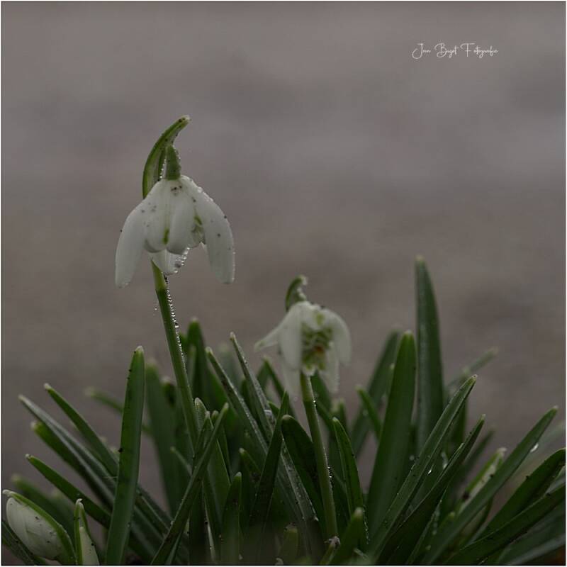 sneeuwklokjes8-2-2026-4-standard-nsowrb.jpg