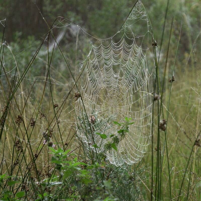 spinneweb28-9-2025-2-standard.jpg