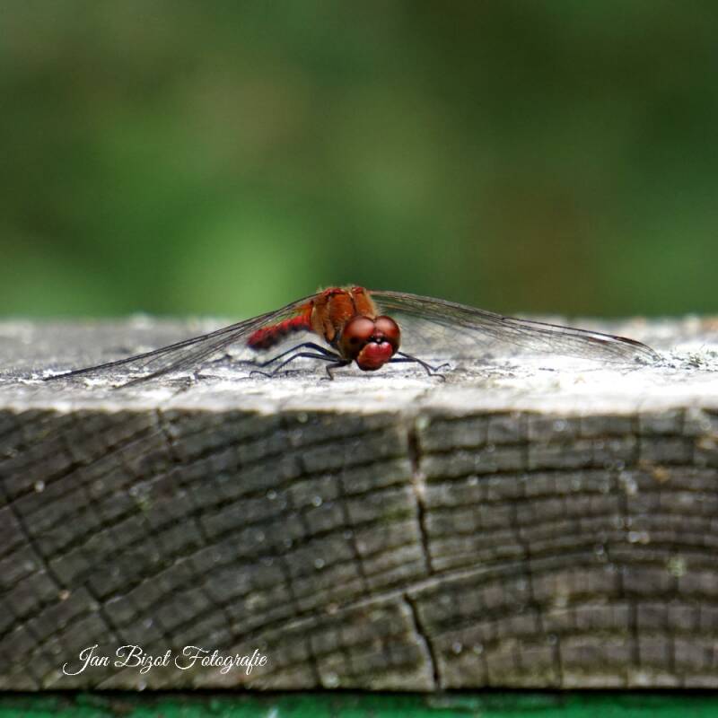 steenrode-heidelibel-2-standard.jpg