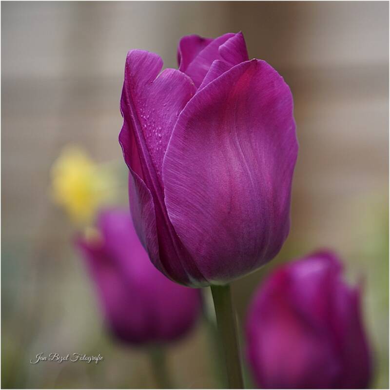 tulp-6-standard.jpg