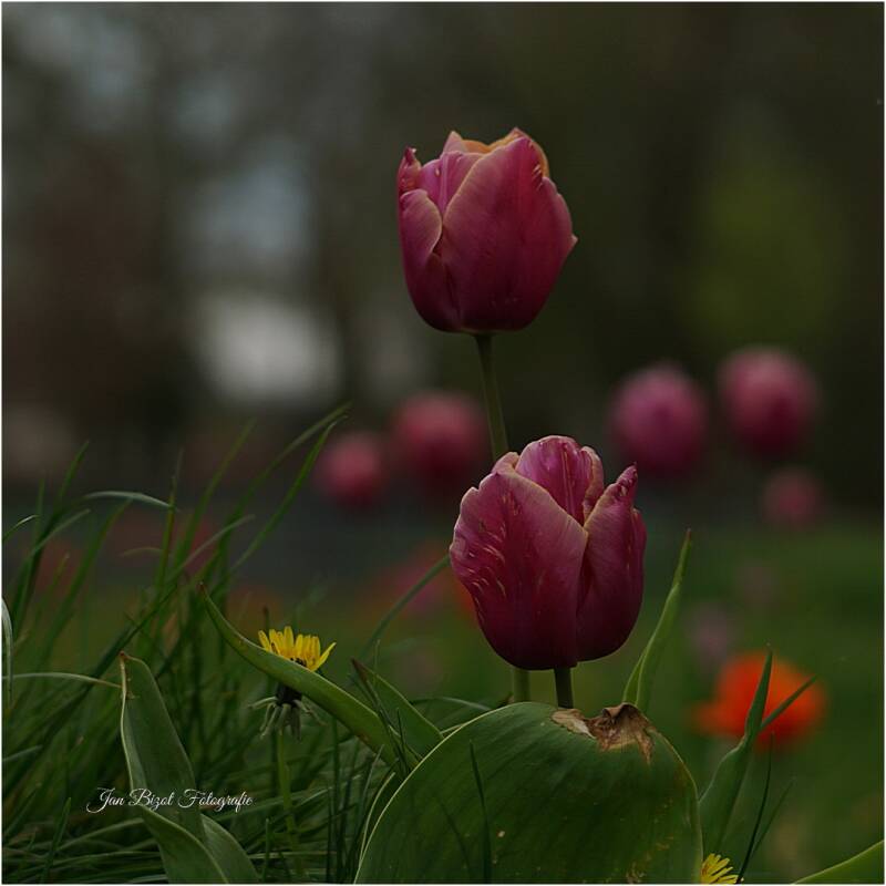 tulp1-8.jpg