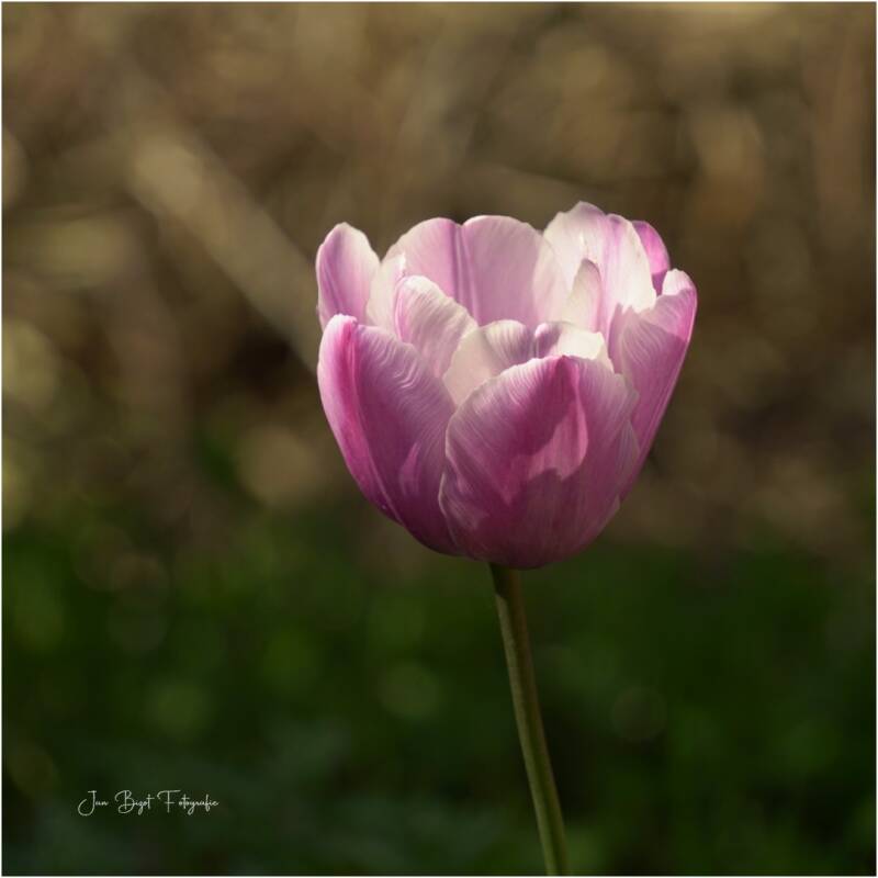 tulp14-4-2026-2-standard-ejmgx0.jpg